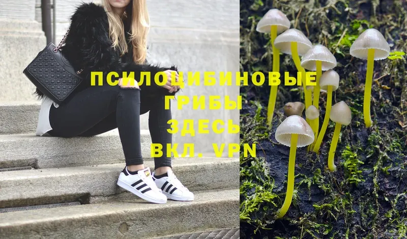 как найти   Богородицк  Галлюциногенные грибы Magic Shrooms 